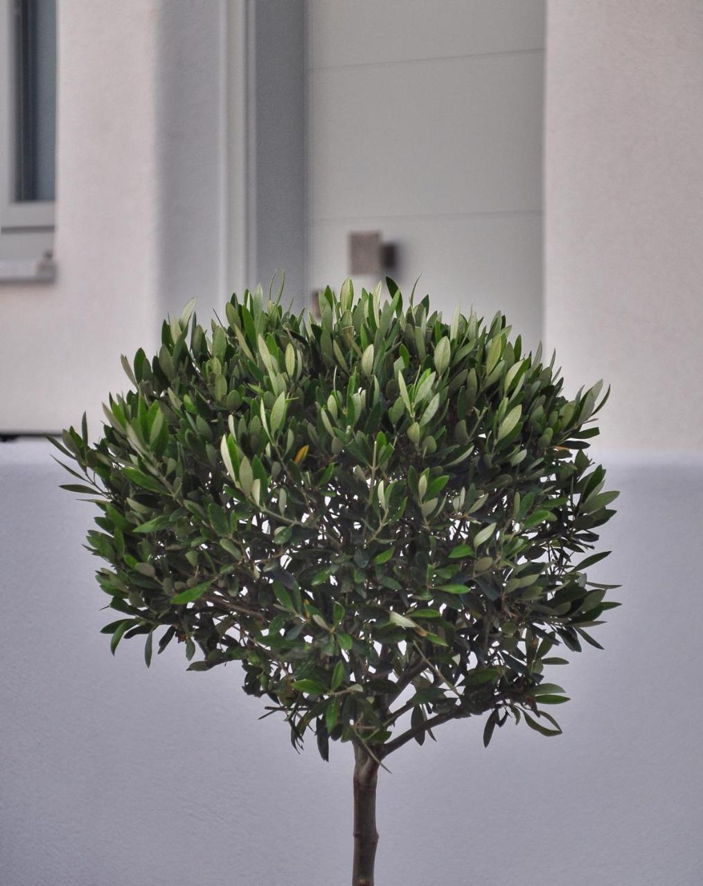 Quartano Luxury Cycladic Residence, Adults Only Naousa Exteriör bild